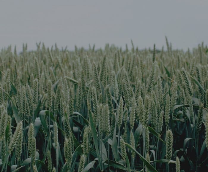 yapı kullanma izin belgesi; iskan ruhsatı başvurusu; iskan ruhsatı nasıl alınır; iskan ruhsatı başvurusunun reddi; iskan ruhsatı başvurusunun reddine itiraz;
